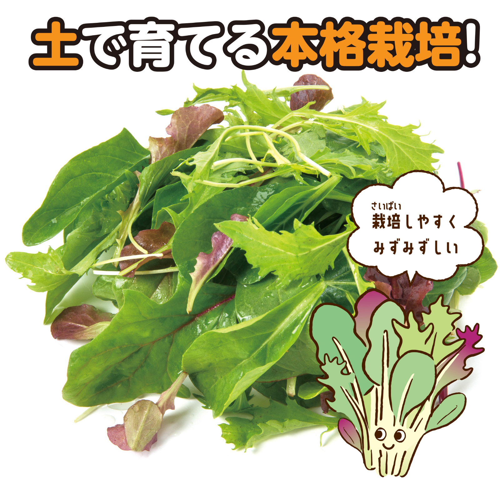 お家で楽しく栽培キット ベビーリーフ